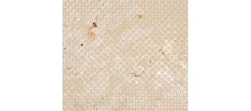 crema luna domino 30×60